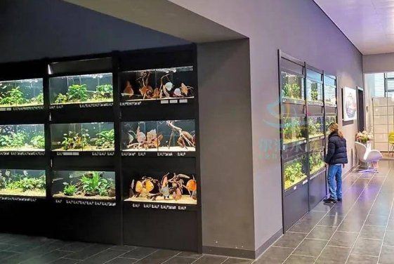 開個水族館一年利潤【《開個水族館一年利潤》開個水族館一年利潤多少揭秘】