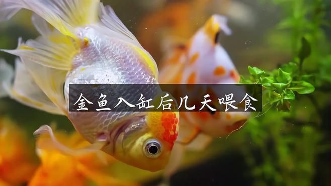 換缸后多久喂食合適？【觀賞魚換缸后多久能喂食】