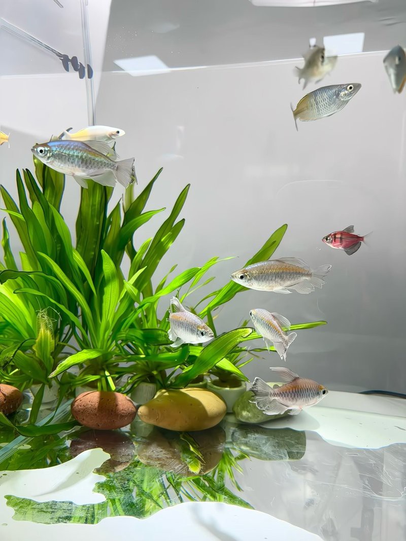 40方缸推薦單養一條的魚【40方缸單養一條魚有哪些建議？】 40方缸推薦單養一條的魚【40方缸單養一條魚有哪些建議？】 龍魚論壇 第5張