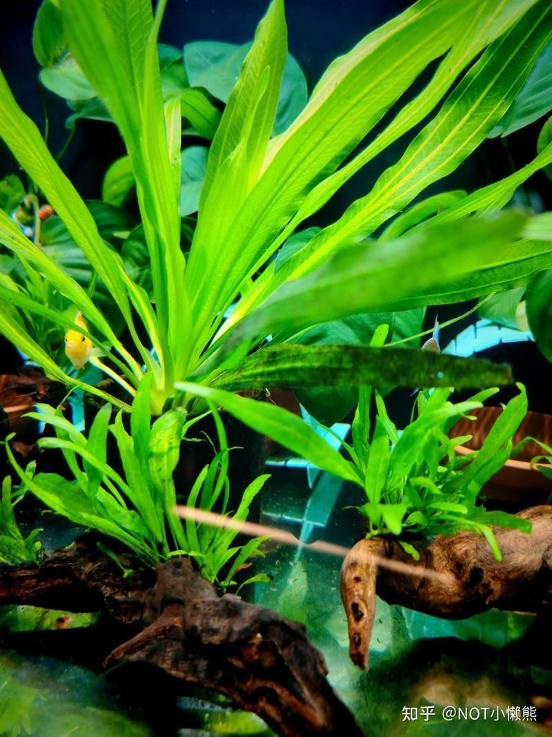 40方缸推薦單養一條的魚【40方缸單養一條魚有哪些建議？】 40方缸推薦單養一條的魚【40方缸單養一條魚有哪些建議？】 龍魚論壇 第3張