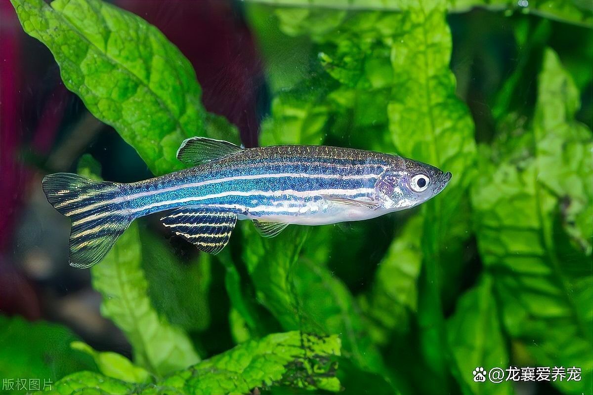 40方缸推薦單養一條的魚【40方缸單養一條魚有哪些建議？】 40方缸推薦單養一條的魚【40方缸單養一條魚有哪些建議？】 龍魚論壇 第1張