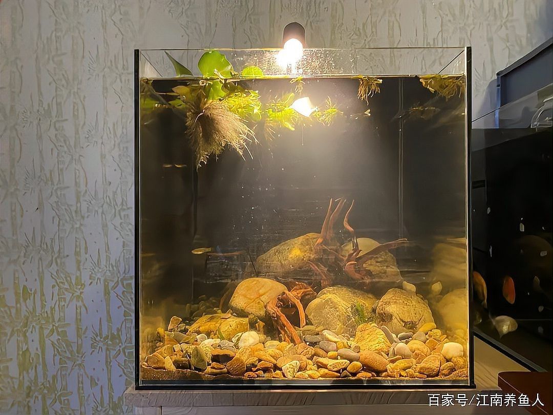 40方缸推薦單養一條的魚【40方缸單養一條魚有哪些建議？】 40方缸推薦單養一條的魚【40方缸單養一條魚有哪些建議？】 龍魚論壇 第2張