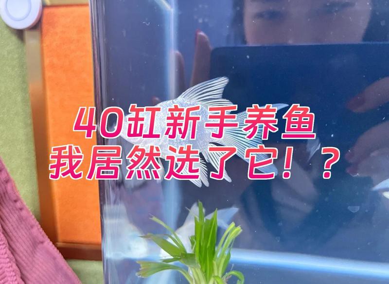 40方缸推薦單養一條的魚【40方缸單養一條魚有哪些建議？】 40方缸推薦單養一條的魚【40方缸單養一條魚有哪些建議？】 龍魚論壇 第6張
