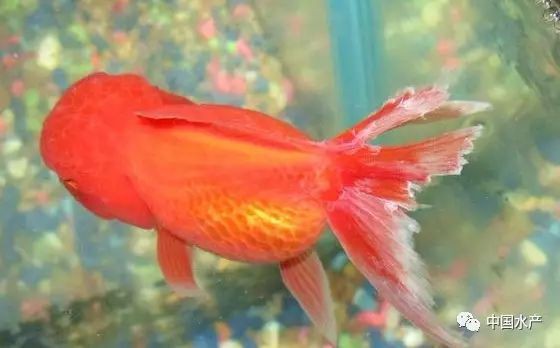 魚鱗腐爛會傳染其他魚嗎？【魚鱗腐爛會傳染給其他魚嗎？】