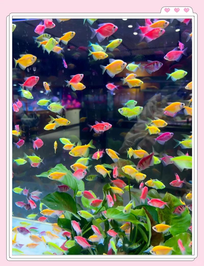 張家口水族店【張家口水族店哪家口碑最好】