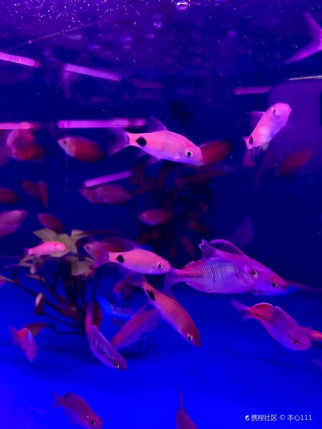 張家口水族店【張家口水族店哪家口碑最好】