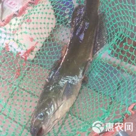 淡水黃劍魚多少錢一斤【淡水黃劍魚價格受多種因素影響】