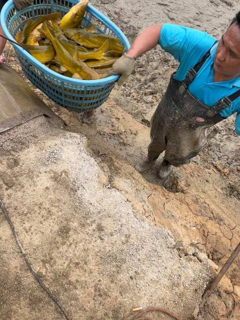 淡水黃劍魚多少錢一斤【淡水黃劍魚價格受多種因素影響】