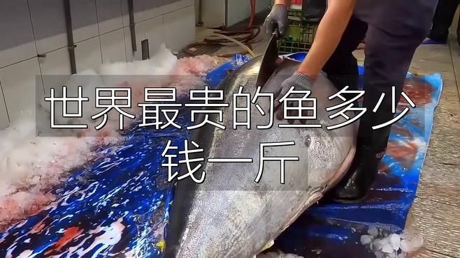 最貴的魚【《最貴的魚》在全球范圍內價格最昂貴的10大魚類盤點】