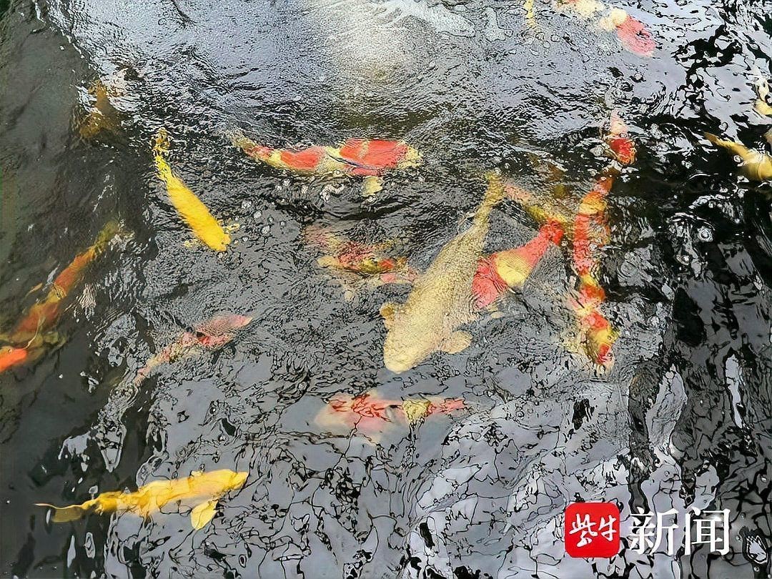 鯉魚魚仔長什么樣【錦鯉幼苗如何闖“選秀”關揚子晚報鯉魚魚仔的形態特征】