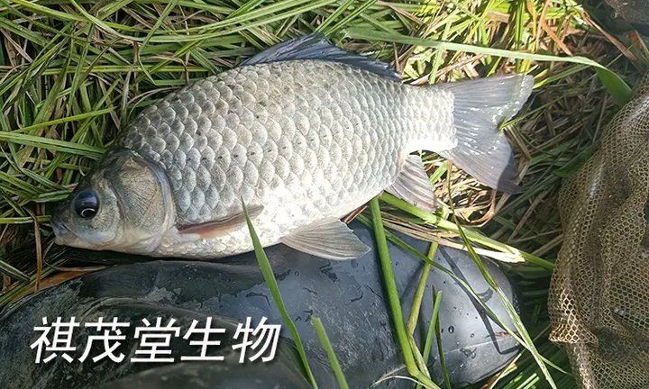魚爛鰓表現征兆【魚爛鰓是什么導致的老魚友教你如何理清魚類爛鰓病】