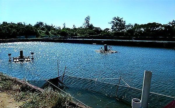 魚爛鰓表現征兆【魚爛鰓是什么導致的老魚友教你如何理清魚類爛鰓病】