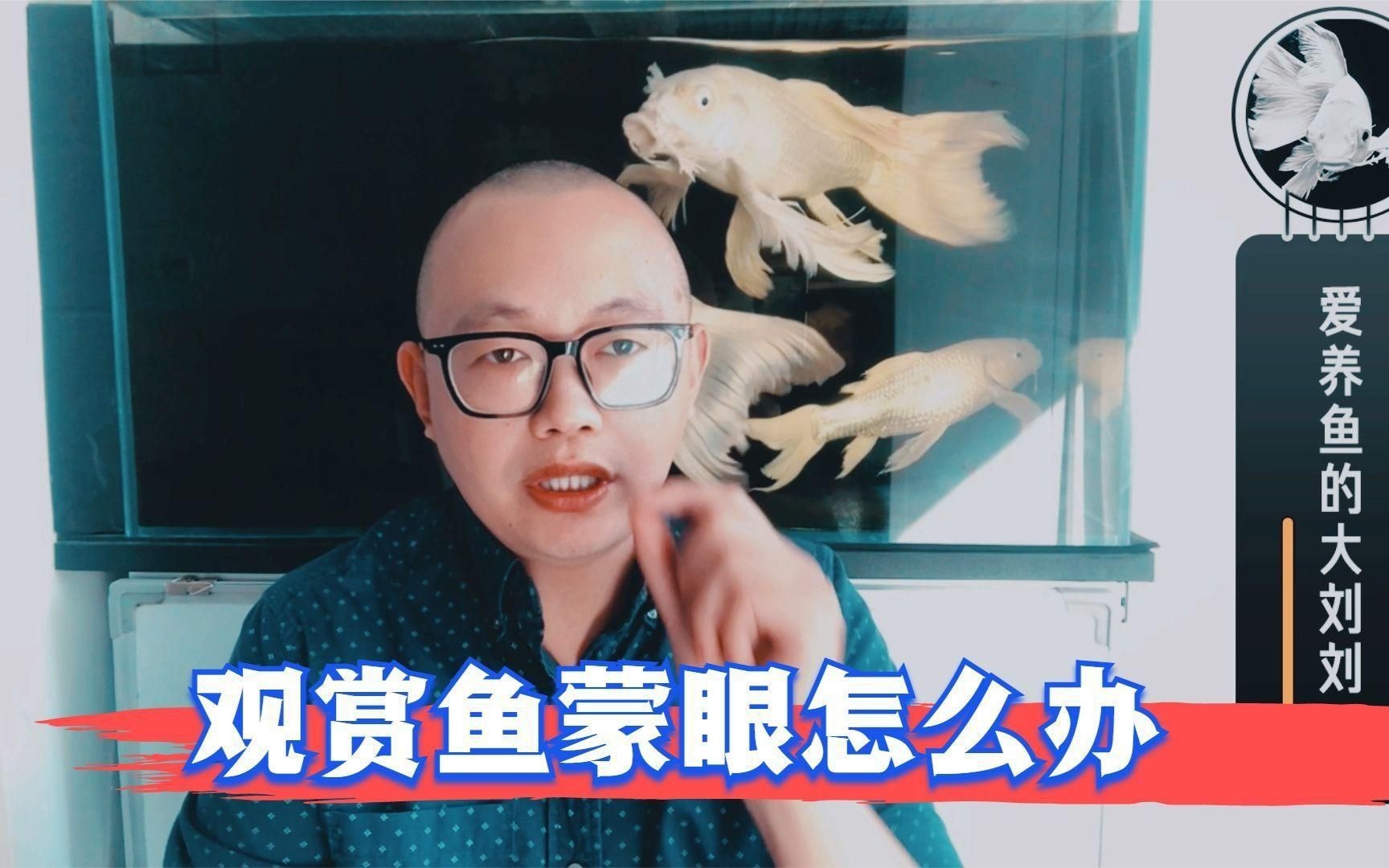 魚蒙眼是什么原因?qū)е碌摹攫B(yǎng)魚筆記第3季104集觀賞魚蒙眼到底是不是病】