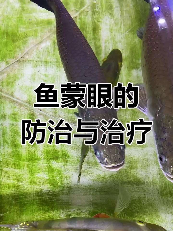 魚蒙眼是什么原因?qū)е碌摹攫B(yǎng)魚筆記第3季104集觀賞魚蒙眼到底是不是病】