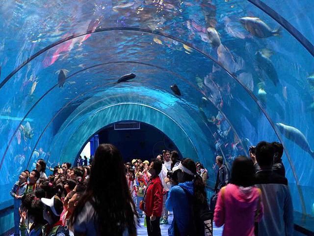 蕪湖水族店【關于“蕪湖水族店”的300-400字】