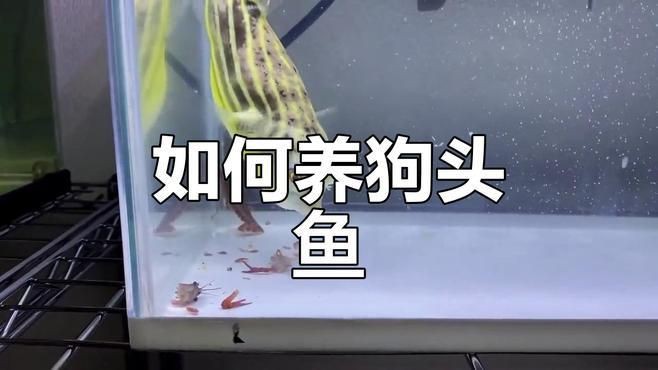 奈及利亞紅圓點狗頭魚喂食方法【《奈及利亞紅圓點狗頭魚喂食方法》】