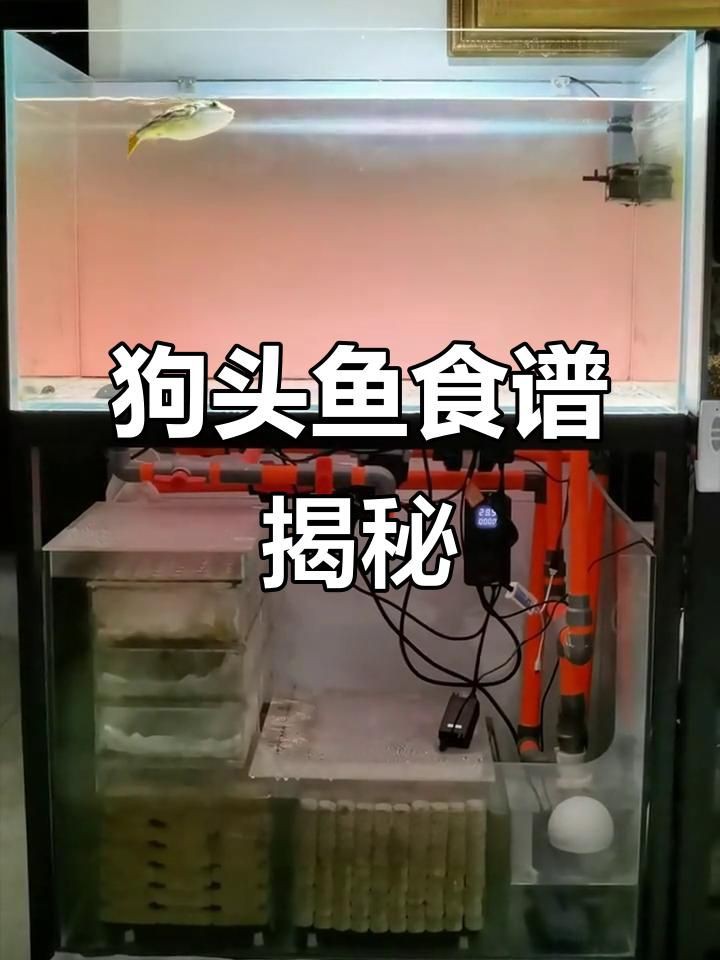 奈及利亞紅圓點狗頭魚喂食方法【《奈及利亞紅圓點狗頭魚喂食方法》】