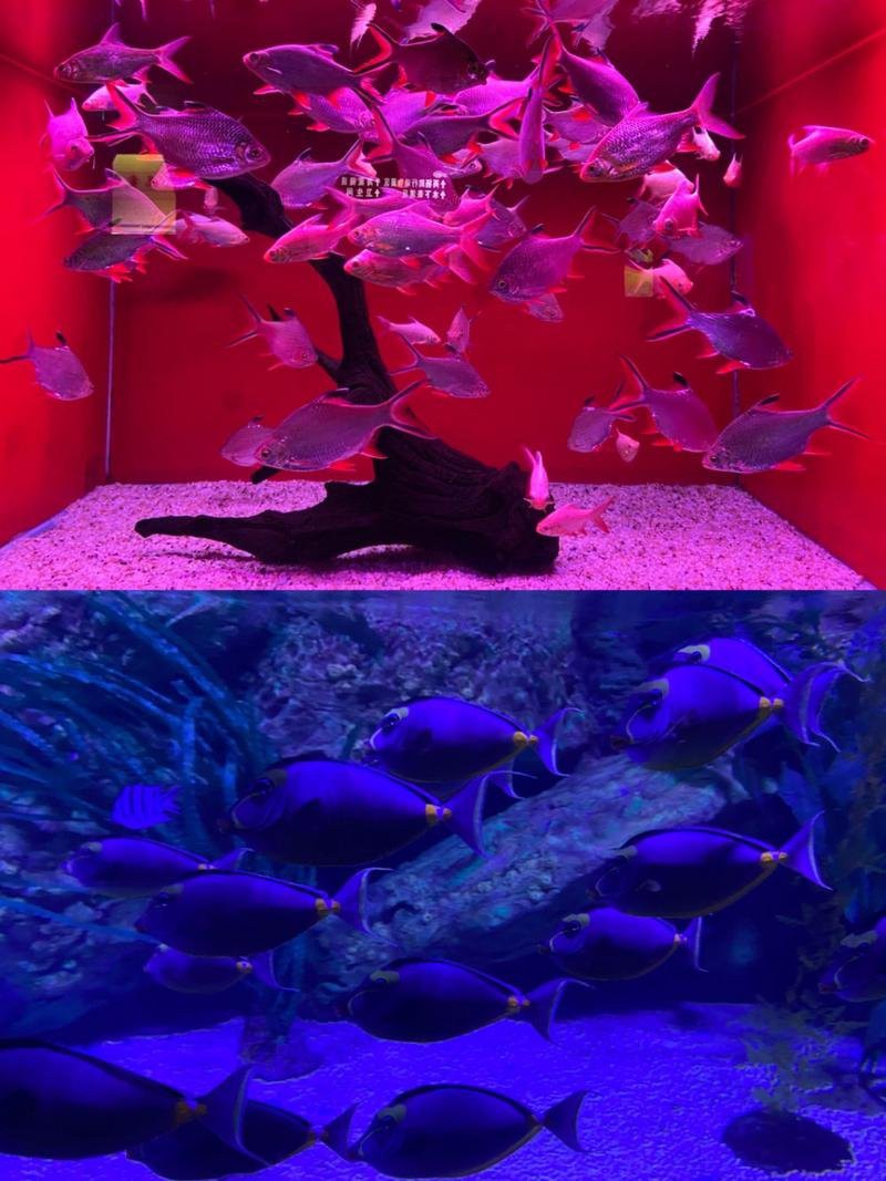 烏魯木齊水族店【烏魯木齊水族館之旅】