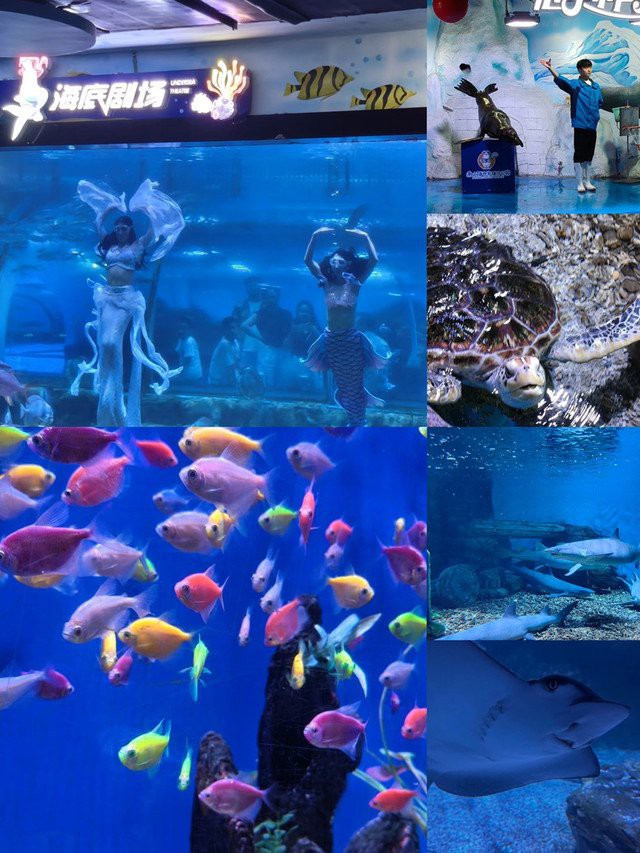 烏魯木齊水族店【烏魯木齊水族館之旅】