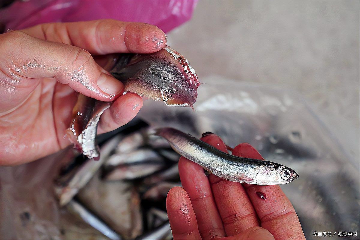 魚尾巴被咬爛了能自愈嗎【寵物小黑魚尾巴被咬后多久會恢復再生能力最強如何判斷】