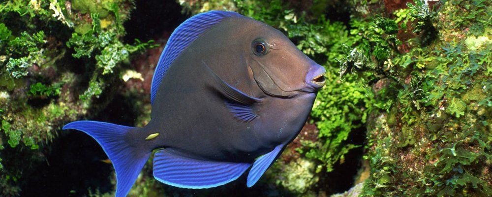 魚尾巴被咬爛了能自愈嗎【寵物小黑魚尾巴被咬后多久會恢復再生能力最強如何判斷】