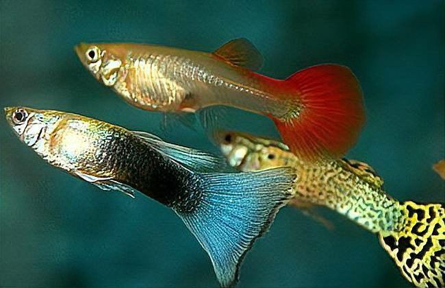 魚尾巴被咬爛了能自愈嗎【寵物小黑魚尾巴被咬后多久會恢復再生能力最強如何判斷】