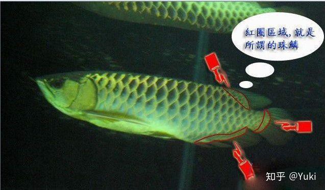 如何區分金龍魚過背和b過？，區分金龍魚“過背”和“b過”（b級過背）主要依據