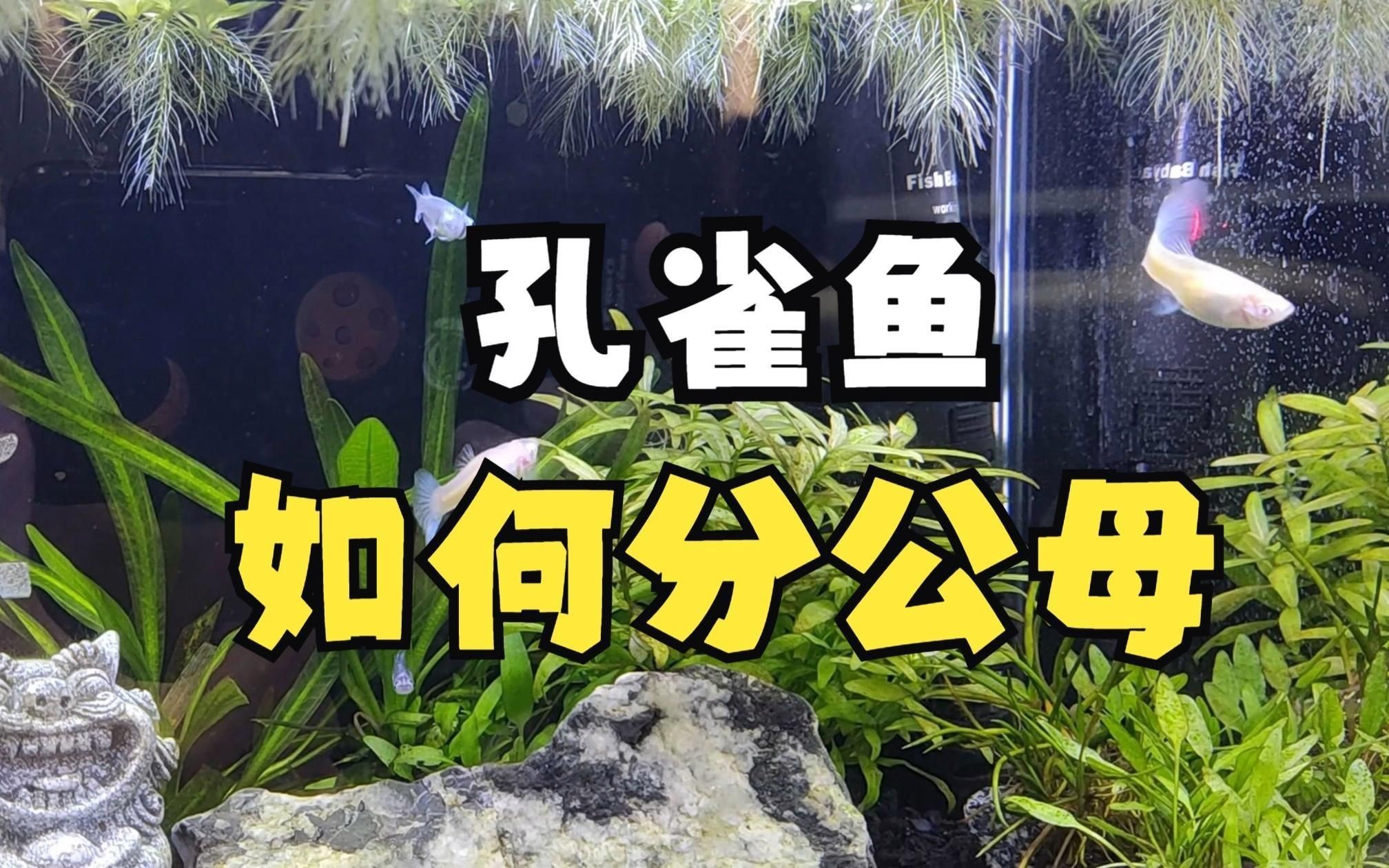 孔雀魚幼崽怎么看公母【一個月孔雀魚公母分辨技巧,顏色和胎斑一學就會】 孔雀魚幼崽怎么看公母【一個月孔雀魚公母分辨技巧,顏色和胎斑一學就會】 龍魚百科 第3張