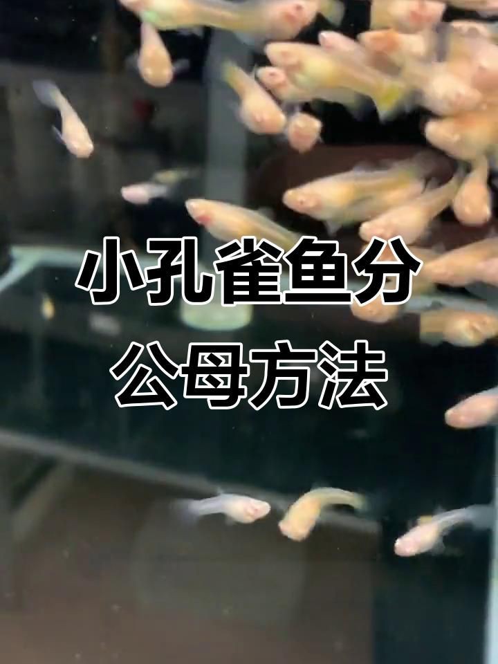 孔雀魚幼崽怎么看公母【一個月孔雀魚公母分辨技巧,顏色和胎斑一學就會】 孔雀魚幼崽怎么看公母【一個月孔雀魚公母分辨技巧,顏色和胎斑一學就會】 龍魚百科 第1張