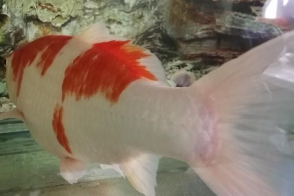 魚尾充血最快消除方法【錦鯉尾巴充血怎么治療錦鯉感冒了如何處理魚尾充血的原因及解決方法】