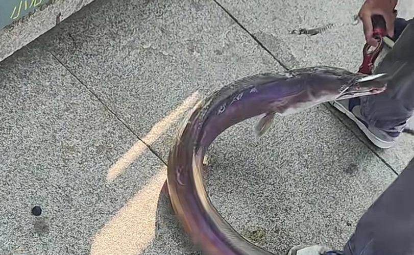 狼牙鰻魚圖片【大“鰻”厲害了!網友:被它咬到就慘了】
