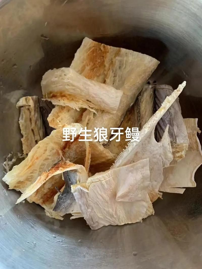 狼牙鰻魚圖片【大“鰻”厲害了!網友:被它咬到就慘了】