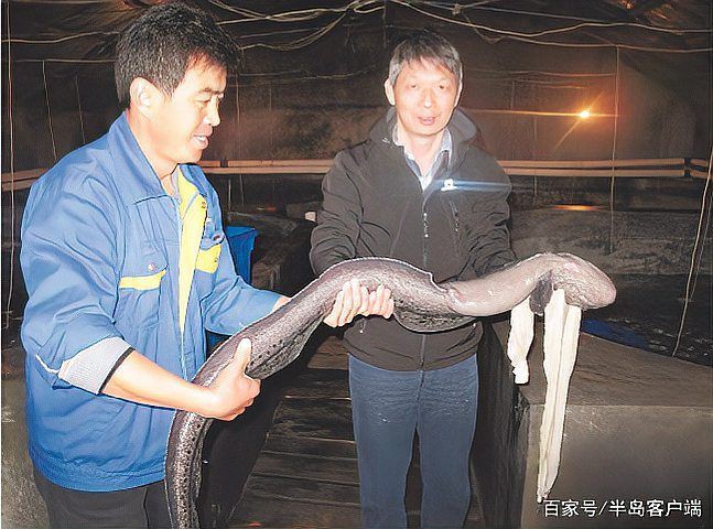狼牙鰻魚圖片【大“鰻”厲害了!網友:被它咬到就慘了】
