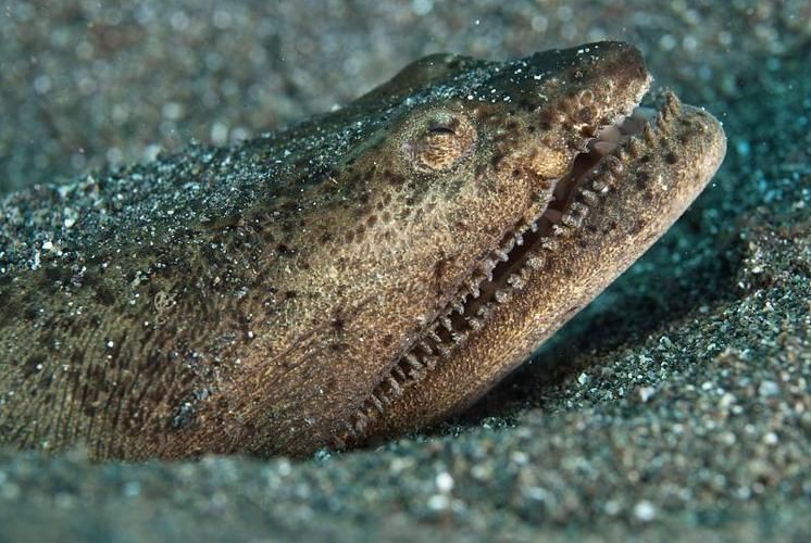 狼牙鰻魚圖片【大“鰻”厲害了!網友:被它咬到就慘了】