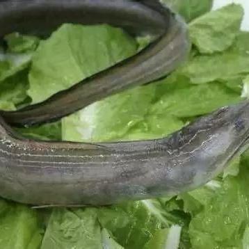 狼牙鰻魚圖片【大“鰻”厲害了!網友:被它咬到就慘了】