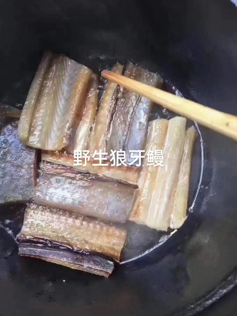 狼牙鰻魚圖片【大“鰻”厲害了!網友:被它咬到就慘了】