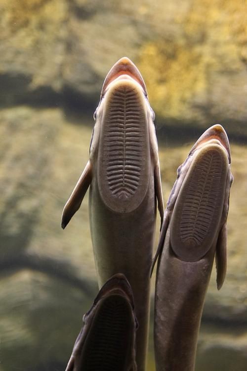 狼牙鰻魚圖片【大“鰻”厲害了!網友:被它咬到就慘了】