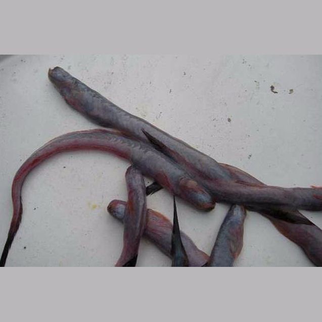 狼牙鰻魚圖片【大“鰻”厲害了!網友:被它咬到就慘了】