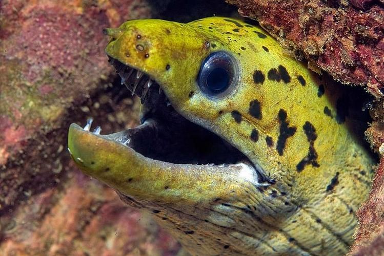 狼牙鰻魚圖片【大“鰻”厲害了!網友:被它咬到就慘了】