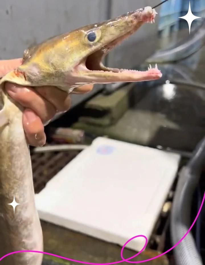 狼牙鰻魚圖片【大“鰻”厲害了!網友:被它咬到就慘了】