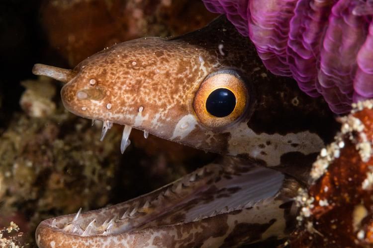 狼牙鰻魚圖片【大“鰻”厲害了!網友:被它咬到就慘了】