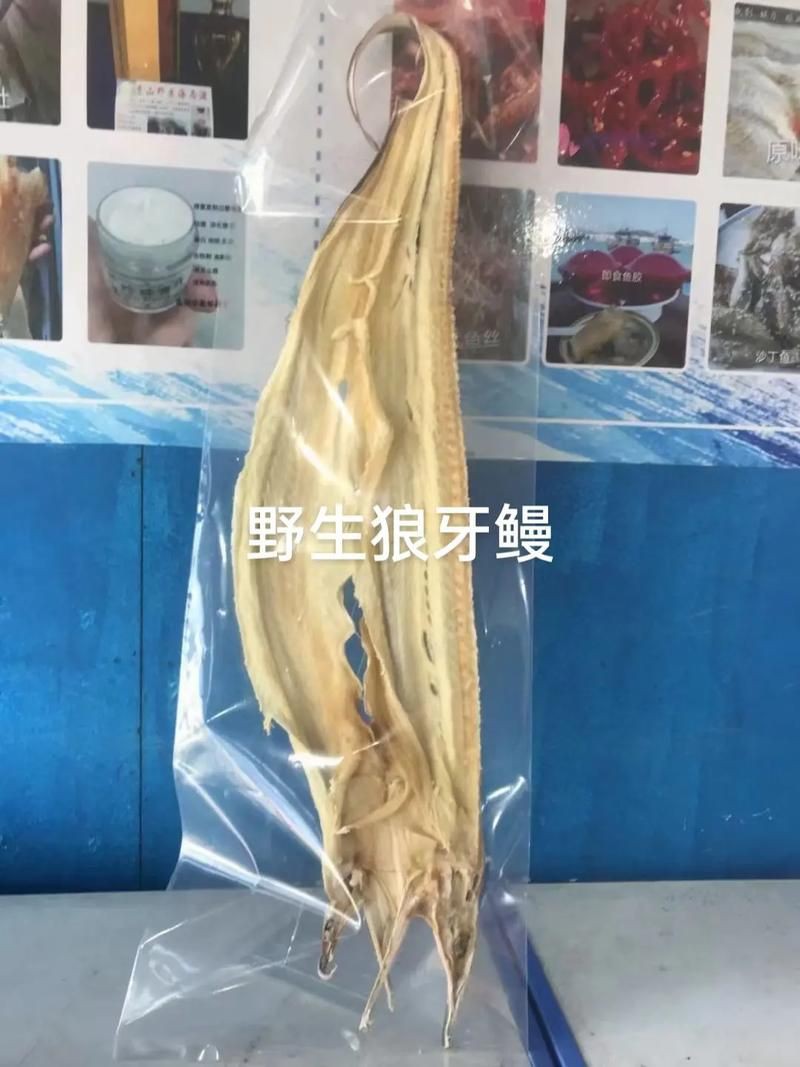 狼牙鰻魚圖片【大“鰻”厲害了!網友:被它咬到就慘了】