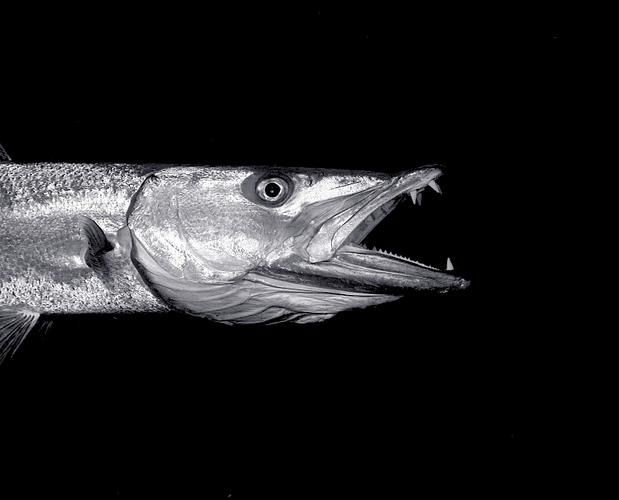狼牙鰻魚圖片【大“鰻”厲害了!網友:被它咬到就慘了】