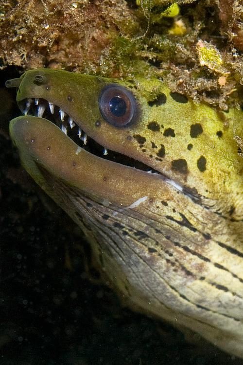 狼牙鰻魚圖片【大“鰻”厲害了!網友:被它咬到就慘了】