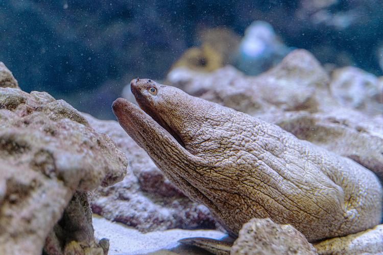 狼牙鰻魚圖片【大“鰻”厲害了!網友:被它咬到就慘了】