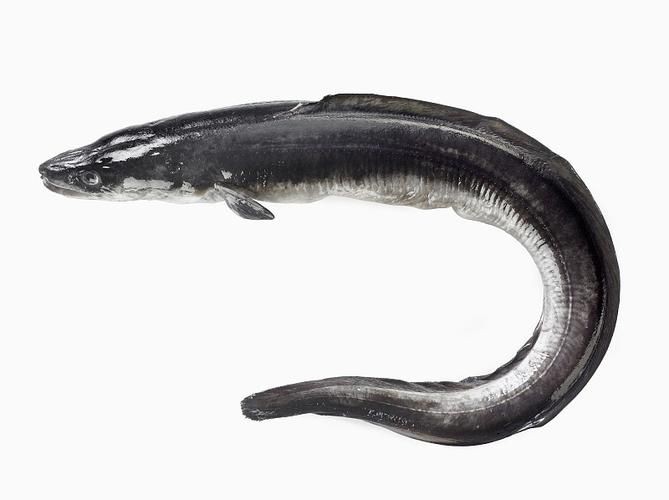 狼牙鰻魚圖片【大“鰻”厲害了!網友:被它咬到就慘了】