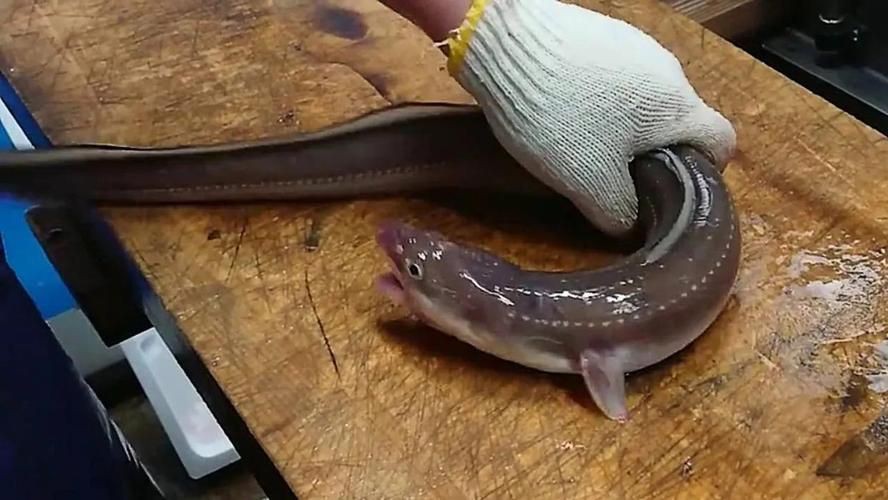 狼牙鰻魚圖片【大“鰻”厲害了!網友:被它咬到就慘了】