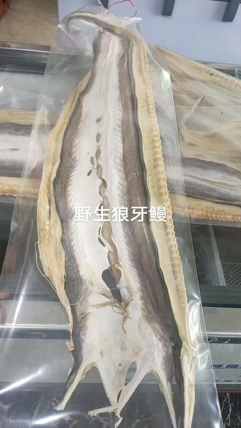 狼牙鰻魚圖片【大“鰻”厲害了!網友:被它咬到就慘了】