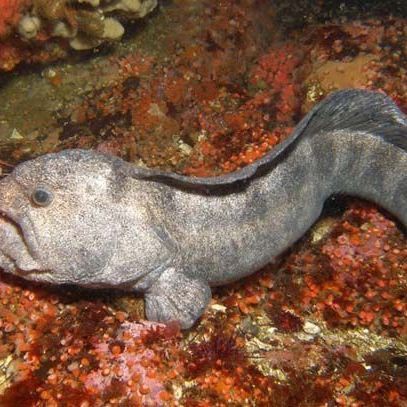 狼牙鰻魚圖片【大“鰻”厲害了!網友:被它咬到就慘了】