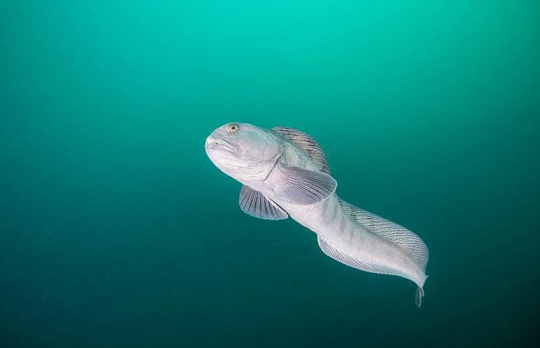 狼牙鰻魚圖片【大“鰻”厲害了!網友:被它咬到就慘了】